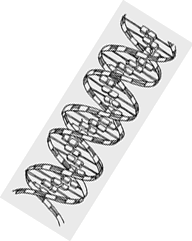 gene.gif (15337 bytes)