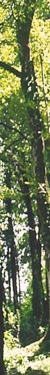 forest_trees.jpg (20336 bytes)