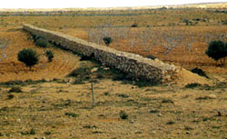 wadi-bed cultivation